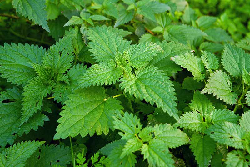 Brennnessel im Wildkräuter Lexikon für grüne Smoothies