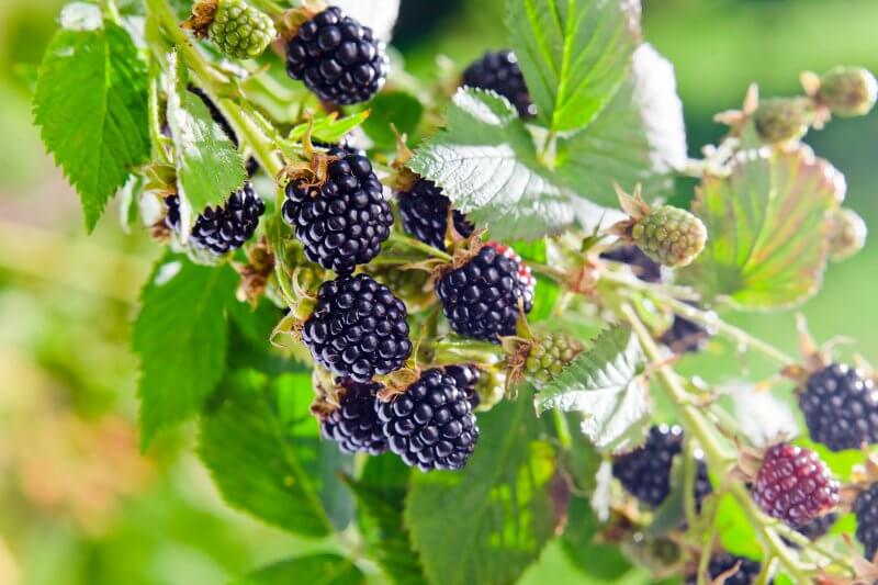 Smoothies mit Brombeeren