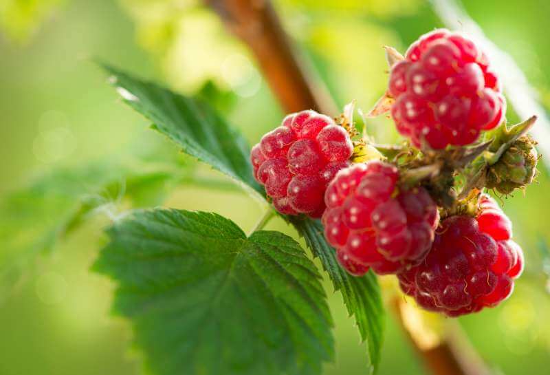 Smoothie Rezepte mit Himbeere