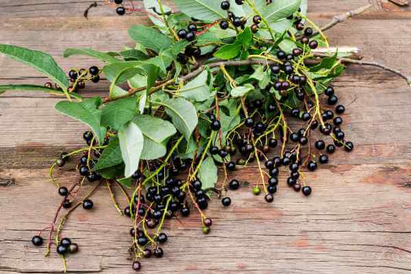 Traubenkirsche, Wildkräuter Lexikon für Grüne Smoothies